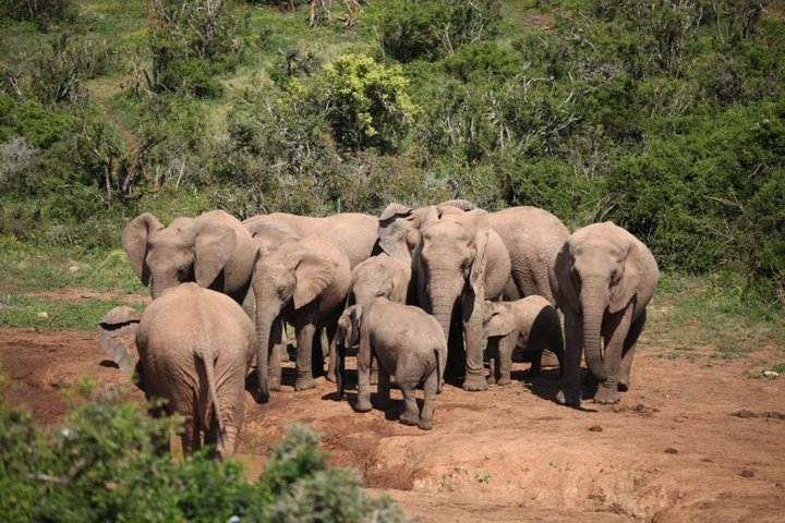 Port Elizabeth Shore Excursion: Addo Elephant Full Day Safari &"Braai"Lunch(BBQ) - Photo 1 of 9